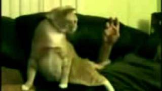 Trololo Cat! EPIC!