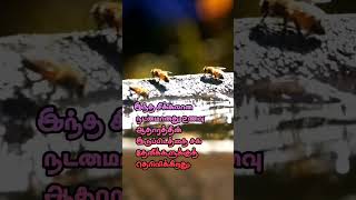 தேனீக்கள் இயல்பு #coolestplace #honey #honeybee#trending #நியூஸ்தமிழ்செய்திகள்#livetamilnews