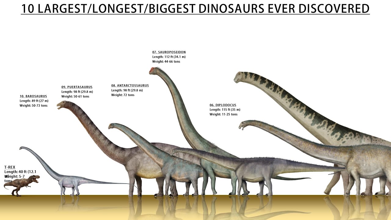 Top 10 Largest Dinosaurs Ever Found Till 2022 - YouTube