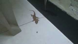 Lizard eating insects