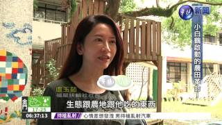 小白鶴帶動保育 金山水田復耕