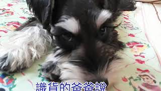 Schnauzer雪納瑞【旺仔成長日記】旺仔的童子尿-4個月