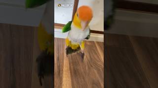 【激カワ！ホッピングインコ🦜】ヾ(≧∀≦*)ﾉ〃レオちゃんのホッピングプチ総集編作ってみたよ❣️😆🙌✨ #shorts #cute #caique #シロハラインコ #レオちゃん