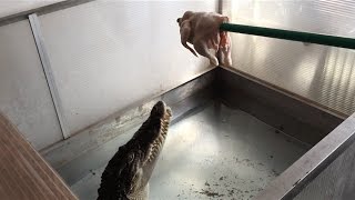 Crocodile eat chicken, jump, slowmotion