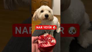 ASLAN PARÇASI NAR YEYİR AY DƏYYUS İLHAM ƏLİYEV