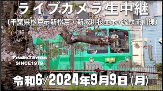 【ライブカメラ】臨時ライブカメラ生中継／千葉県松戸市新坂川桜並木／2024年9月9日【桜並木・流鉄流山線リアルタイム配信・ライブトーク兼用】