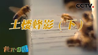 土楼惊现成群蜜蜂离奇死亡 究竟是中毒还是内部分家？土楼蜂影（下）20220310 |《地理·中国》CCTV科教