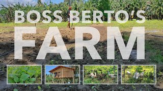 Boss Berto's Farm: First Pechay Harvest Day \u0026 Payag Update