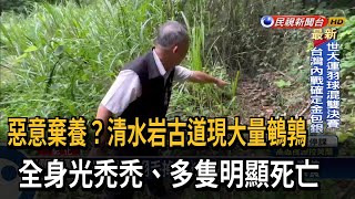 千隻鵪鶉疑遭惡意棄養 全身光禿禿模樣悽慘－民視台語新聞