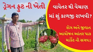 ગુજરાત માં ડ્રેગન ફ્રૂટ ની ખેતી વાવેતરથી લઈ વેચાણ સુધી શું કાળજી રાખશો ?  | Dragon Fruit Planting