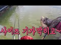 손맛터에서 느면 나오는 잡이터 로 변신 직두리낚시터 carp fishing 1080p