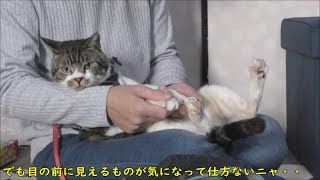 嫌な予感がしたら即逃げる猫リキちゃん☆パパとの攻防戦！ハーネスはつけたくないし、キャリーバッグには入りたくない【リキちゃんねる　猫動画】Cat video　キジトラ猫との暮らし