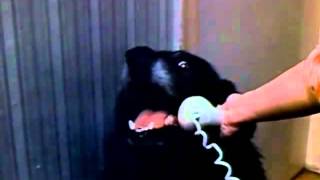 HELLO YES, THIS IS DOG