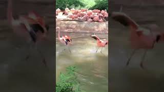 #Flamingo #fight