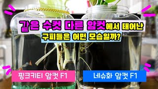 [구피실험]같은 수컷,다른 암컷 구피를 교배하면 어떤 치어들이 태어날까? (핑크키티,네슈화 암컷)