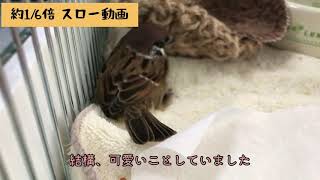 スズメのキリちゃん、クルクル病でも可愛かった