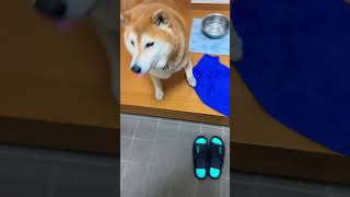 柴犬福 開けた瞬間いた柴犬🤣Why here!?#shorts #shibainu #柴犬 #tiktok #funny #댕댕이 #mostfunny #かわいい犬 #perro #dog