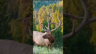 Which one you taking?Roosevelt elk edition