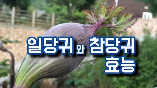 갱년기 질환에 좋은 당귀/ 일당귀와 참당귀 효능