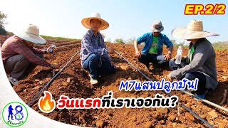 🔥วันแรกที่เราเจอกัน? M7แสนปลูกมัน! EP2/2 ปลูกมันนำร่อง2ไร่30ตัน PKM22 | ผู้จัดการมัน