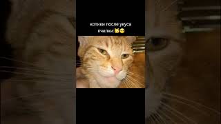 #Кошки #коты #собаки #мем #гигачад #сигма