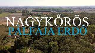 NAGYKŐRÖS PÁLFÁJA 🌳 🚶 💚🏕️🌿🌳