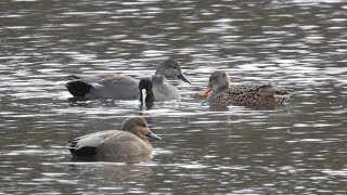 Gadwalls (Mareca strepera) chasing Eurasian coot (Fulica atra) for plant material (Derneburg) 231226