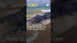 Une 2ème baleine retrouvée morte au Liban-Sud