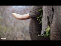 Elephant paradise - SafariLIVE Sunrise - 26 September 2024