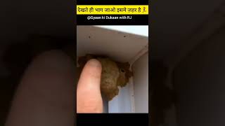 🐝ततैया के घोसले में क्या होता है🤔... #shorts