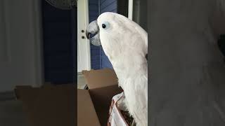 Cockatoo shares contents of new package with his wild brethren