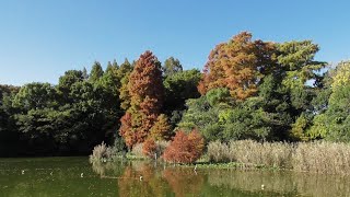 【ホシハジロはオス・メスのカップル？】カルガモ＆ホシハジロの日向ぼっこ　きょうの浮間公園４（２０２４年１１月２４日（日）撮影）