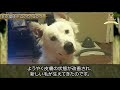 【泣ける】誰にも愛されなかった子犬。あまりにも辛すぎる過去を持つ犬が心を開く姿に感動！【心が締め付けられる話】