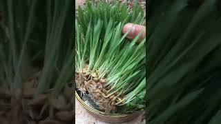 How To Grow Barley grass at Home