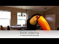 what s it like having a toucan in the house