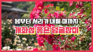 봄부터 가을까지 꾸준히 잘 피는 덩굴장미 | 덩굴장미 추천 | 개화성 끝판왕