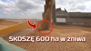 🔴Skoszę 600 Ha w tym roku Rostselmash Vector 425 w żniwa 2019 [opinia] nowy nabytek [Korbanek]