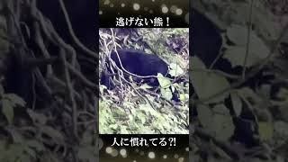 釣りの帰り道で熊さまΣ(ﾟДﾟ) #shorts #渓流ルアー #岩魚 #熊