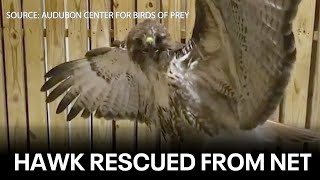 Hawk rescued after getting stuck in Topgolf net in Orlando