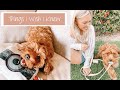 Things I Wish I Knew Before Getting A Puppy | Archie The Cavapoo