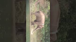 Arikomban | Kothayar | Thirunelveli | Wild Elephant |  Munnar | Chinnakanal | #trending #arikomban