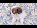 0331パピヨン子犬ブータンf1