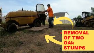 Removal of Two Large Oaks and the Stumps