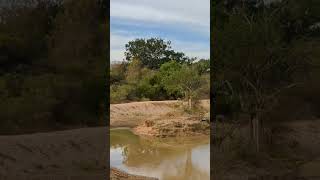 Sri Lanka, Yala National Park, ශ්‍රී ලංකාව, යාල ජාතික වනෝද්‍යානය, இலங்கை, யால தேசிய வனம், Axis Deer