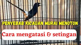 7 Penyebab Murai Batu Suara Monoton : Cara Mengatasi \u0026 Settingan