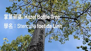 ［認識植物好好玩］「掌葉蘋婆/ Hazel Bottle Tree」學名：Sterculia foetida Linn，在台中市南屯區半平厝公園。大蔚阿昌（David Liao)［樹木與葉子的故事]