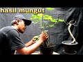 Bonsai Gratis...!!! Dari GOT