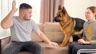 German Shepherd Protects Woman from Man Attack [Fake Situation]