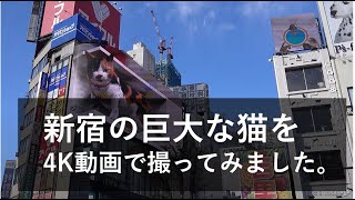 新宿の巨大な猫を４Kで撮ってみました