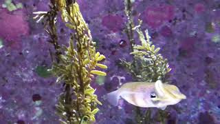 美ら海水族館のイカで癒やされる。